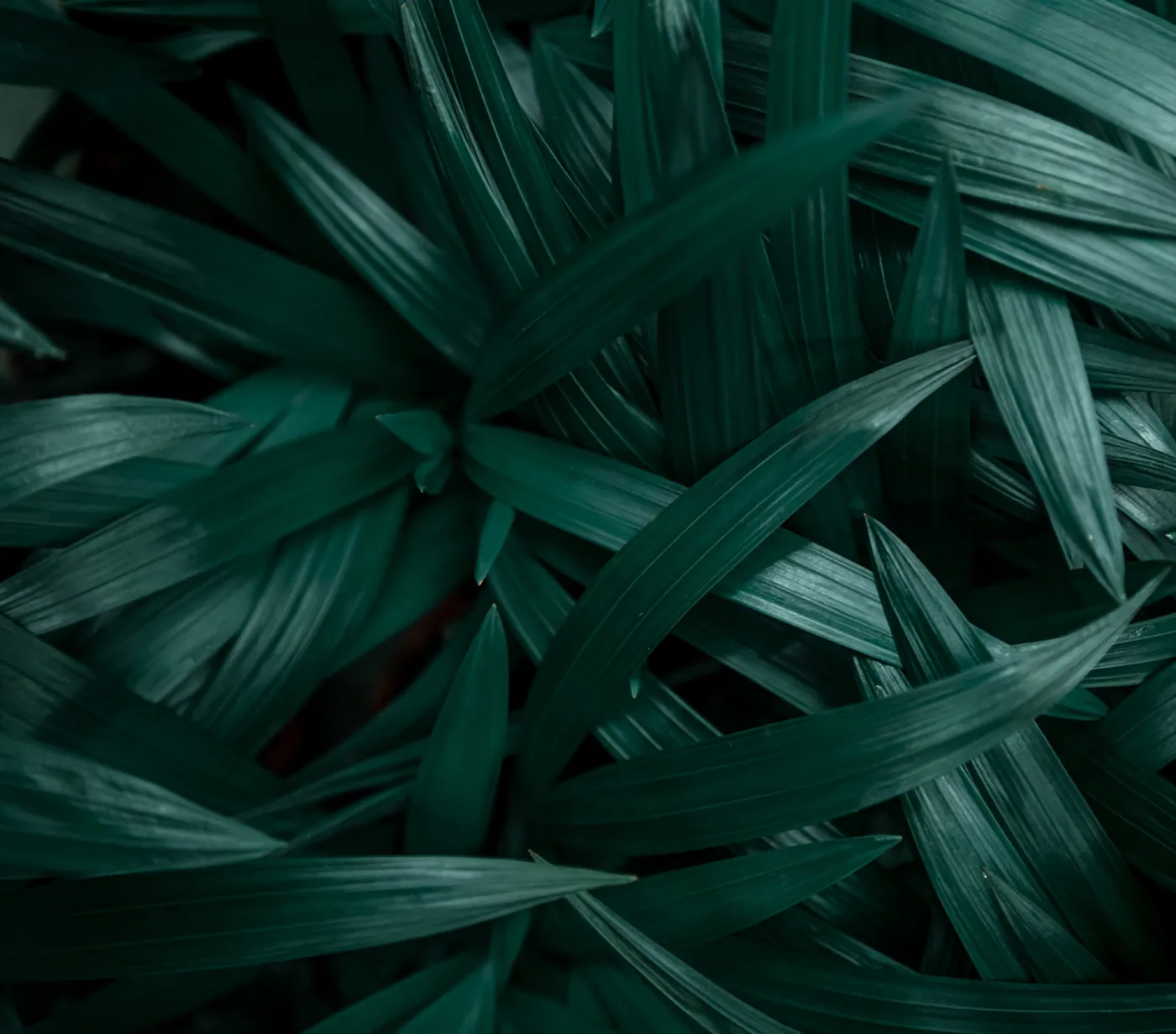 Vegetação nativa e verde da flora de Jacarecica
